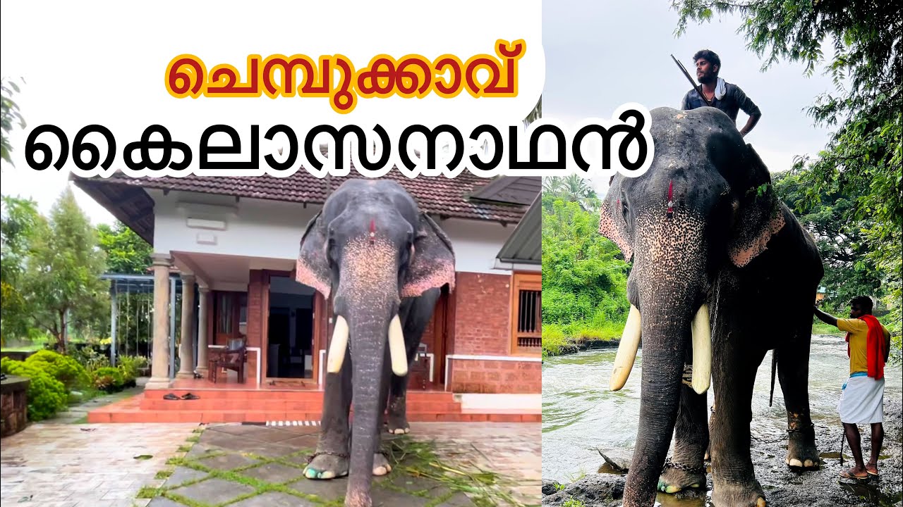 എന്നോട് പറയുന്നത് ഒക്കെ ഒരു മയത്തിൽ വേണം,ചെമ്പൂക്കാവ് കൈലാസനാഥൻ|kailasanathan|sarisway