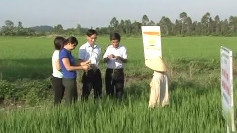 Mô hình sử dụng đồng bộ Lúa 1, Lúa 2 vụ hè thu tại xã Hoằng Quý, Hoằng Hóa, Thanh Hóa