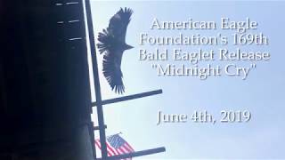 Bald Eagle "Midnight Cry" is Released into the Wild to Honor Serviceman