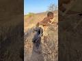 when chaabaa is hunting he don't want disturbed