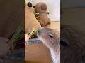 He said: ‘Nice try. That’s mine.’ #capybara #capybaracafe #animals #tokyo #cappiness