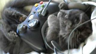 Cute Kitty Cat Playing Modern Warfare 2, Xbox 360