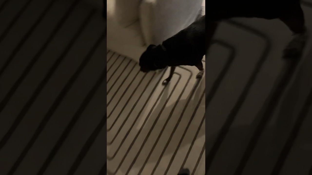 Wild dawg is caught on camera!!!! 