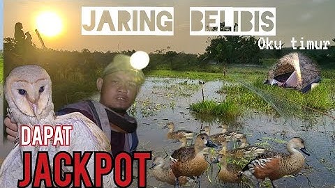 JARING BELIBIS 🔥 DAPAT JACKPOT MENGERIKAN❗❗