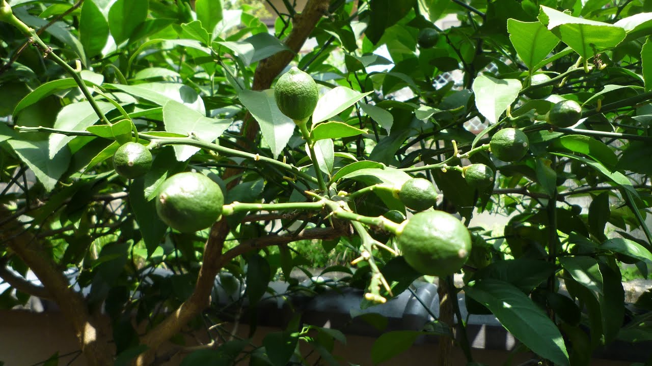 無農薬レモン｣を庭で栽培(6月まとめ) Japanese Lemon Cultivation June