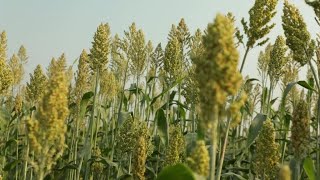Face au changement climatique, l'Inde relance la culture du millet • FRANCE 24 Resimi