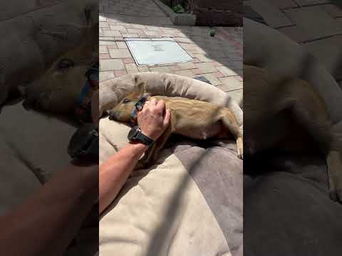 Васька засыпает #hunting #животные #лесной #кабан #animals #загоннаяохота #automobile #рыбалка #pupp