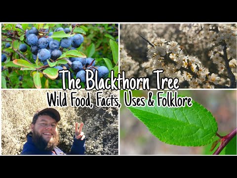 The Blackthorn Tree: Wild Food, Facts, Uses & Folklore 🌲🌸🍇
