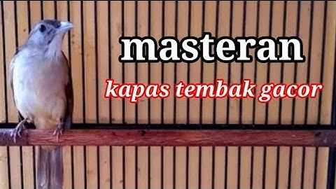 Masteran Suara Burung Kapas Tembak Gacor Pilihan Juri Senasional Durasi Panjang #kapastembak