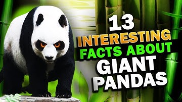 13 Interesting Facts About Giant Pandas #shorts #Shorts