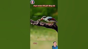 cảnh chiêm nhỏ săn bắt rắn quá đỉnh luôn#thegioidongvat #shortsvideo#shorts