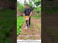 DIY Plastic Bottle Waterer &ndash; Farmer Gently Irrigates New Seedlings 💧🌱