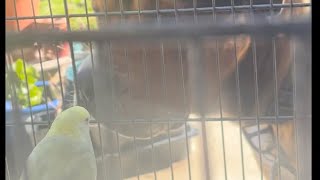 Outside time for pets 🐦🐤🐕🐕‍🦺🧿🥰🙏🏻🕉️🙏🏻#pets #dog #bird #doglover #birdslover #parakeet by Babita Sharma 64 views 2 months ago 9 minutes, 8 seconds