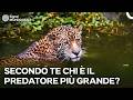 Come fa il Giaguaro a Prendere il Controllo Totale di una Foresta? | Doppiato in Italiano