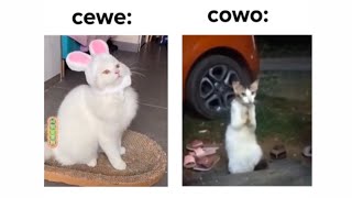 PERBEDAAN CEWEK & COWOK KETIKA MEMELIHARA KUCING