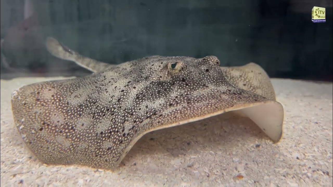 Baby Stingray 'Pancake' Steals Hearts at New Jersey’s Sea Life Aquarium YouTube