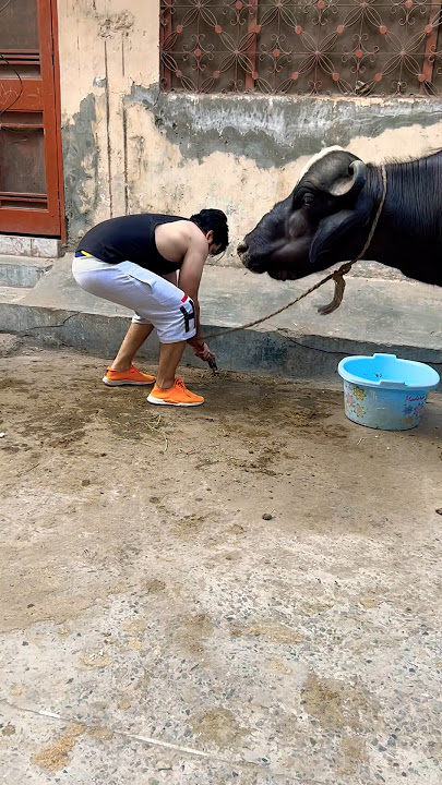 Qurbani 2025 janwar kinti karo kitne hy #newsong #song #punjabisong #foryou #animallover #animals
