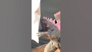 Godzilla and Suko beating Kong with pillows #godzillaactionfigures #actionfigures #comedy #sml