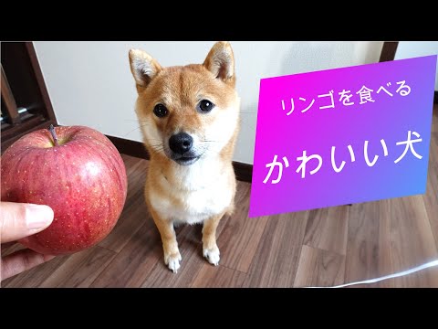 豆柴犬 リンゴをシャリシャリと食べる犬がかわいい Youtube 豆柴犬 リンゴをシャリシャリと食べる犬がかわいい Youtube