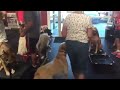 Group Class Dog Training