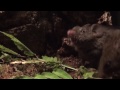 SINGING MICE PERFORM INCREDIBLE SONGS