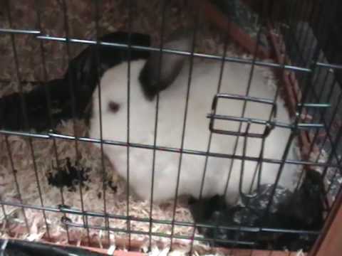 Rabbit Hutch