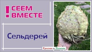 видео: Посев сельдерея на рассаду. Секрет успеха. картинка: Посев сельдерея на рассаду. Секрет успеха.
