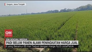 Padi Belum Panen Alami Peningkatan Harga Jual