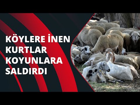 Edirne'de köylere inen kurtlar koyunlara saldırdı