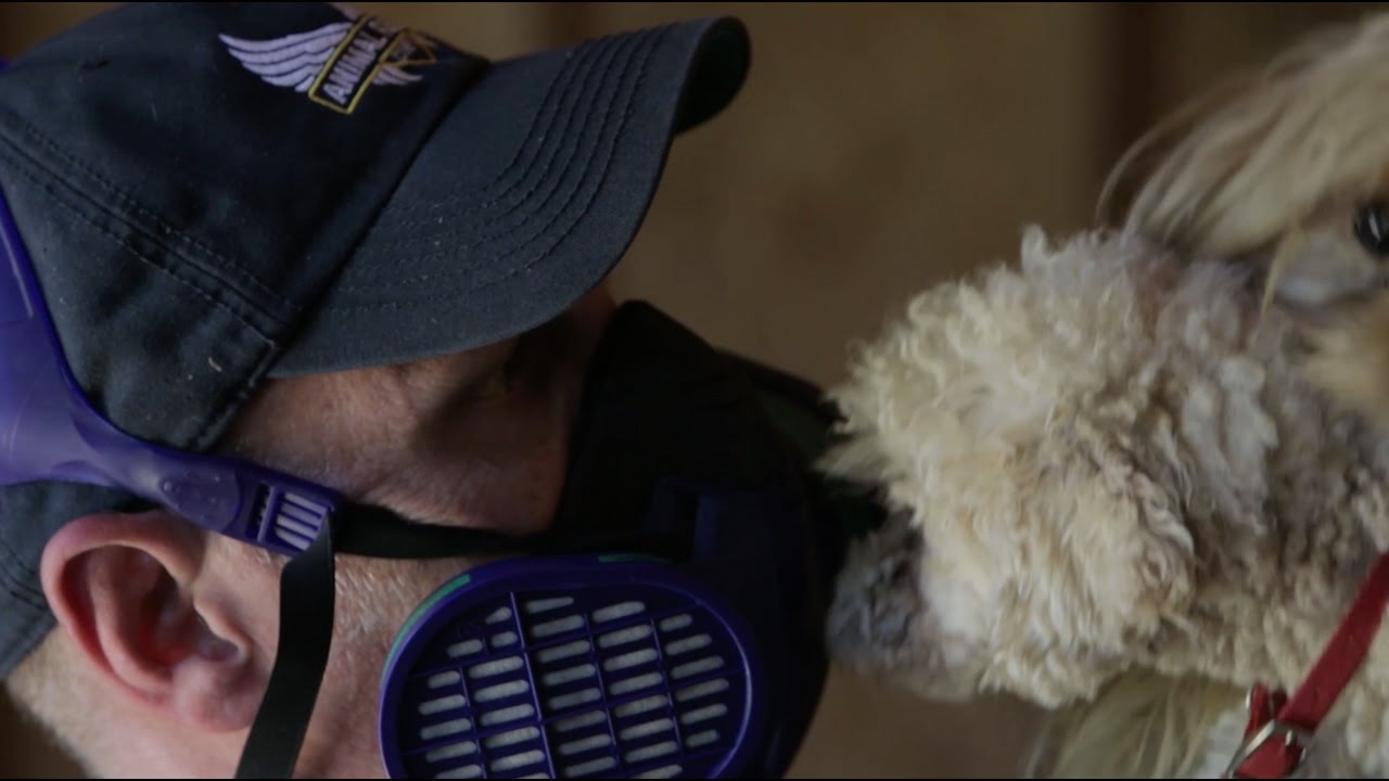 Animal Rescue Corps - Bissell Pet Foundation Puppy Mill Partnership