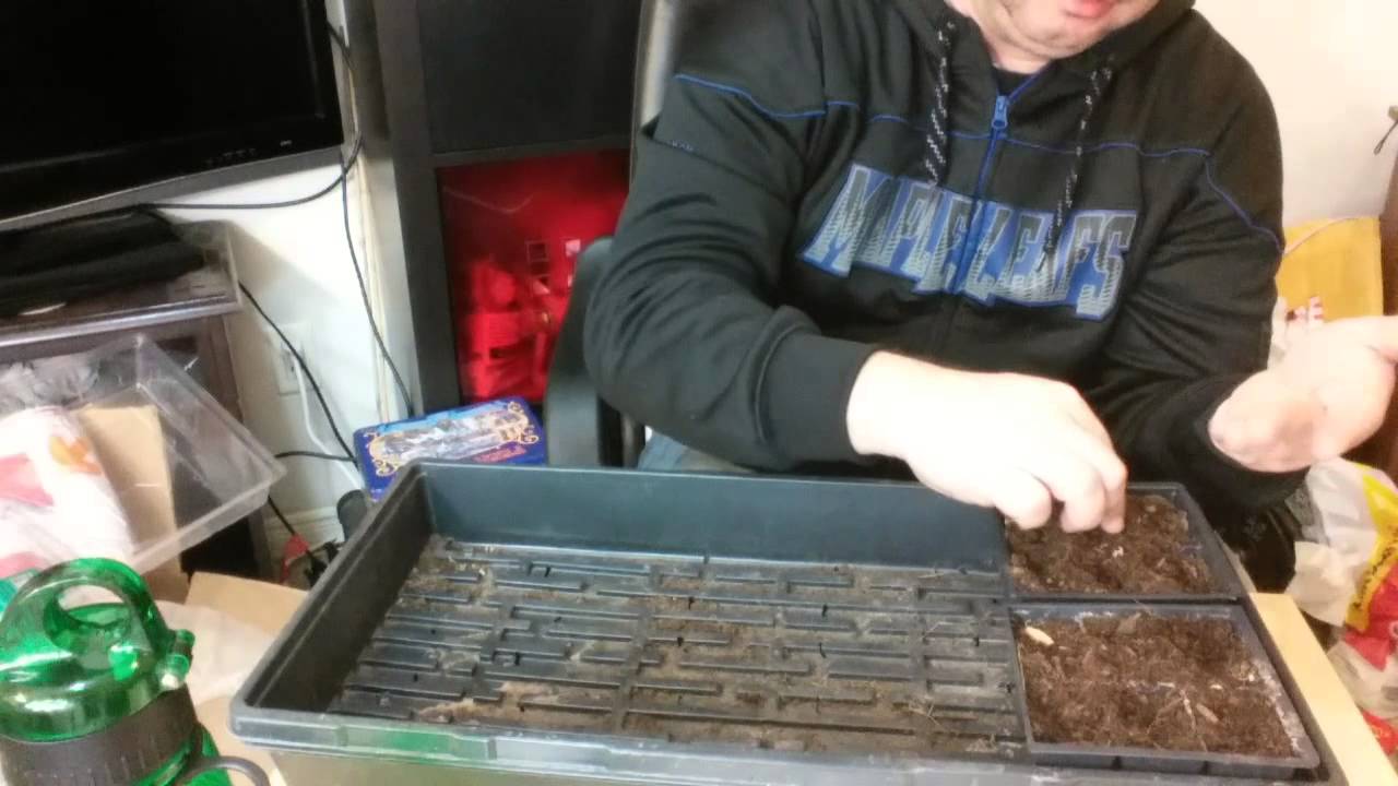 Starting Onions From Seed Growing Walla Walla Sweet Onions YouTube Starting onions from seed growing walla walla sweet onions youtube