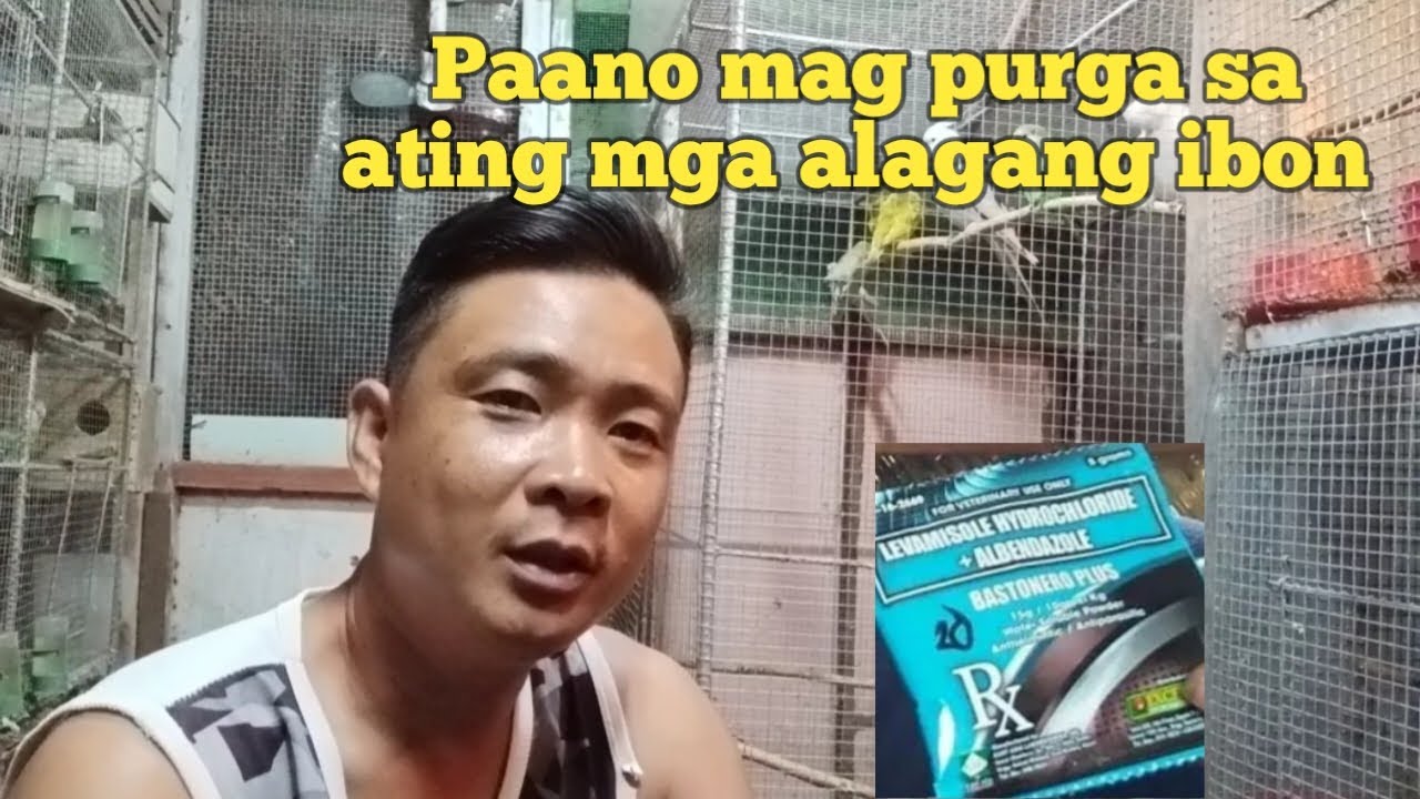Paano mag purga sa ating mga alagang ibon / Tips sa pag purga ng love ...