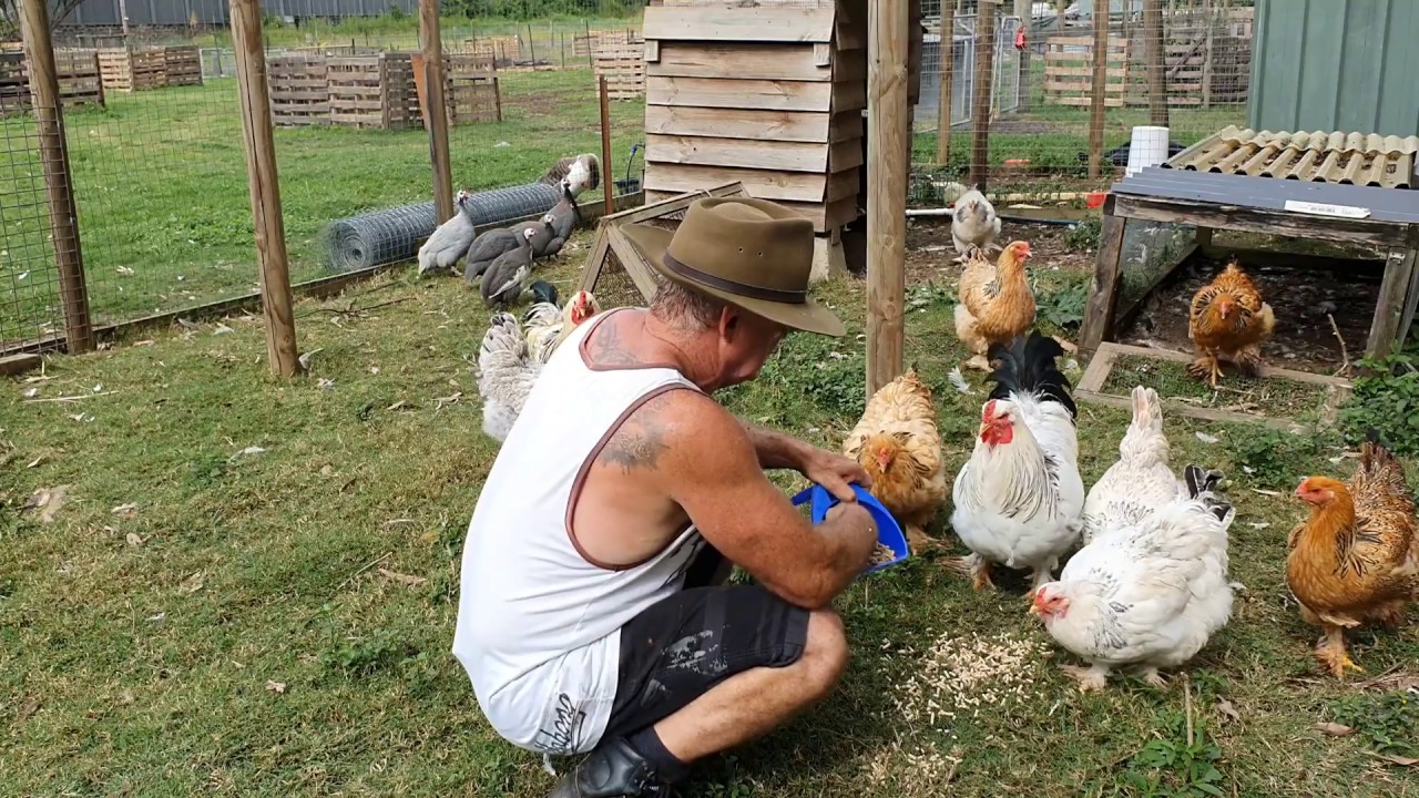 A Life Of A Chook YouTube