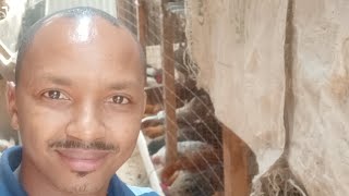 This Is What I Do First When I Get To The Poultry Farm