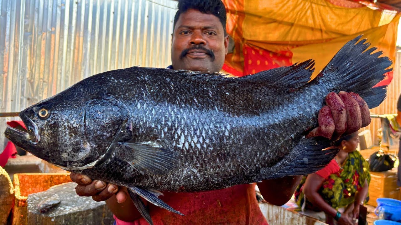 KASIMEDU SPEED SELVAM KAL KODUVA FISH 🐟 CUTTING VIDEO \ CUTTING FOCUS