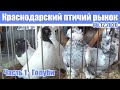 Птичий рынок Краснодара [06.12.2020] - Часть 1. Голуби.