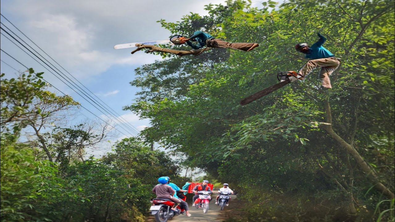 Cưa Cây Còng Um Tùm Ở Lộ Xe / Cutting Down the Trembesi tree on the ...