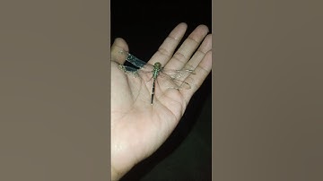 catching dragonflies at night is very easy #animals #nature #insects #dragonfly #shorts