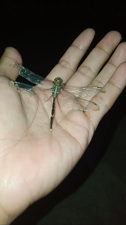 catching dragonflies at night is very easy #animals #nature #insects #dragonfly #shorts