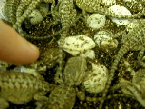 video phone beyonce mp3 clutch #3 hatching beardies