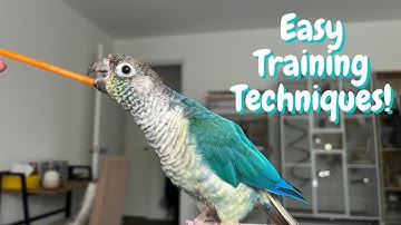 Easy Bird Training Techniques For Every Parrot Owner | TheParrotTeacher
