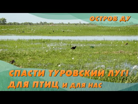 Проблемы Туровского Луга. Экология Беларуси | Остров Ду – Спасти Туровский Луг!