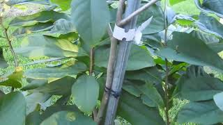Farm Update August 4 2026 #fruit #fruitfarming #organicfruits #orchardmanagement #grape #apple