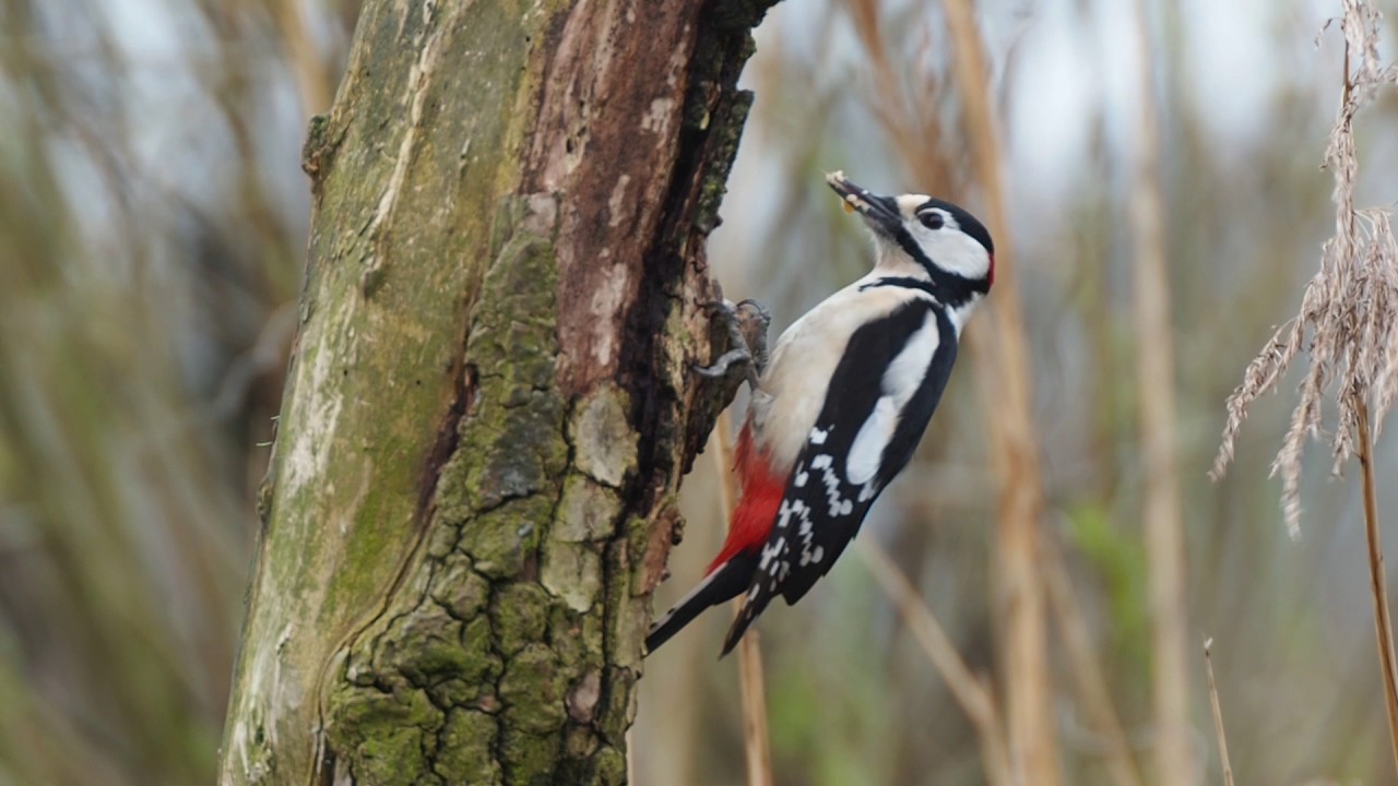 lumishoot fotohut alblasserwaard deel 3