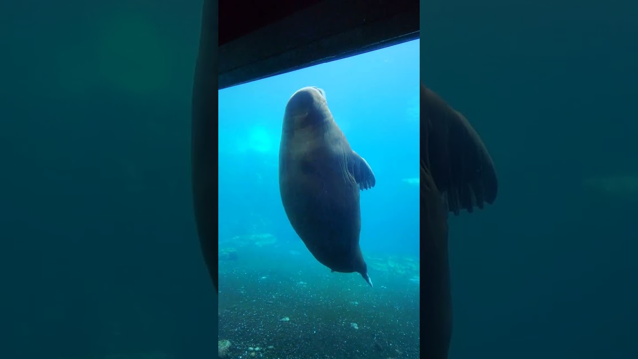 Walross Tierpark Hagenbeck Hamburg Tropen Aquarium
