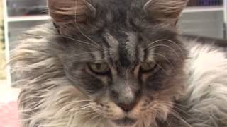Remembering B.K., Clark County Humane Society's Beloved Mascot by breatMCTV 375 views 10 years ago 3 minutes, 55 seconds