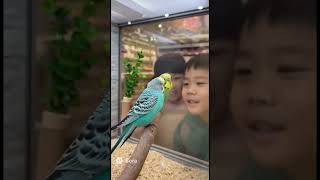 #虎皮鹦鹉#可爱#萌宠合