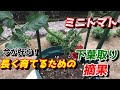 【ミニトマト】プランターで病気にならないための下葉取り 【家庭菜園】