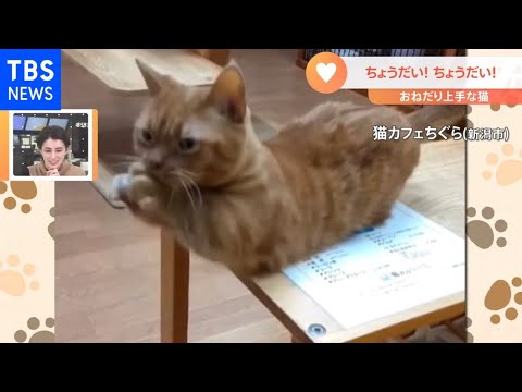 一押し映像 ちょうだいポーズ 可愛すぎるネコ Youtube 一押し映像 ちょうだいポーズ 可愛すぎるネコ Youtube