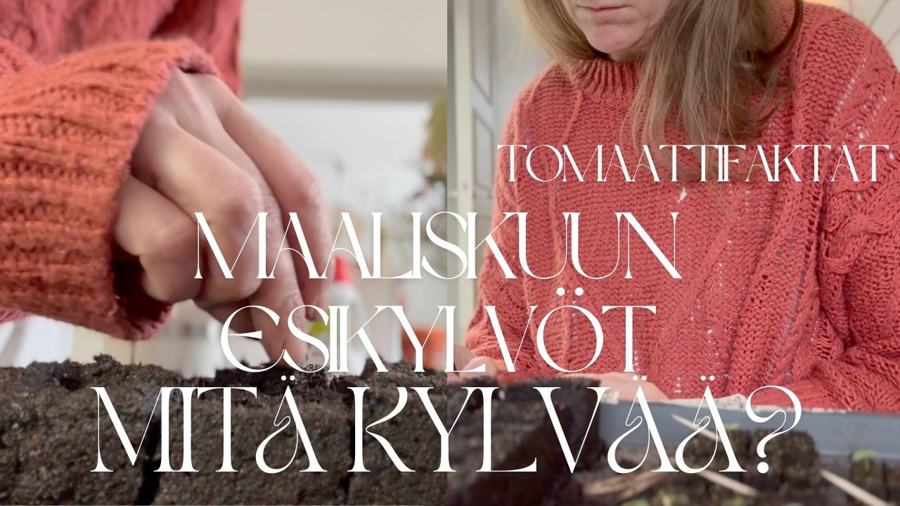 Maaliskuun esikylvöt - mitä voi kylvää? Tomaattien esikylvöt